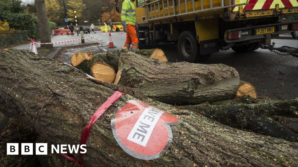 Sheffield trees: Failed leadership blamed for felling fiasco Sheffield trees: Failed leadership blamed for felling fiasco