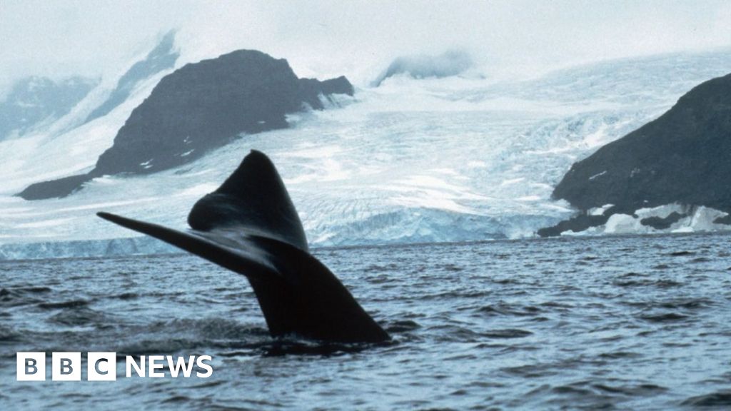 The whales that have returned to South Georgia’s killing waters The whales that have returned to South Georgia’s killing waters