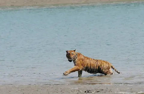 AFP An Indian tigress wearing a radio collar wades through a river after being released by wildlife workers in Storekhali forest in the Sundarbans, some 130 km south of Kolkata, on February 24, 2010.