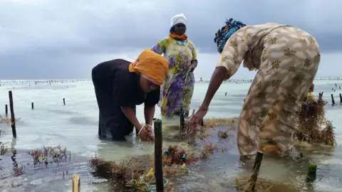 BBC Women farming seaweed