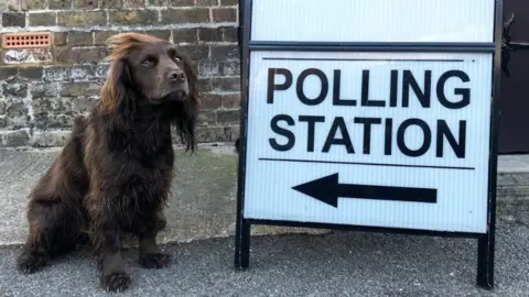 Sinead Hensey Finn the cocker spaniel