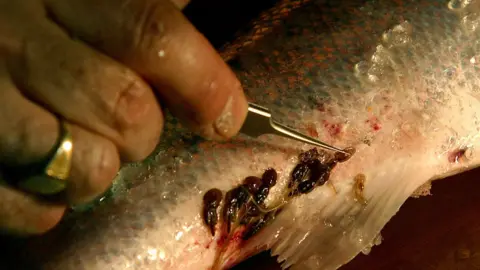 Getty Images Sea lice on wild salmon