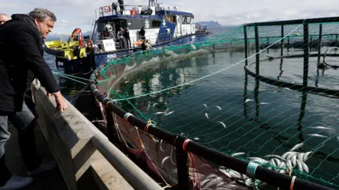 Getty Images Dead salmon at fish farm in Norway