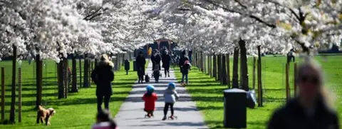 Reuters Families walk under cherry blossom trees in Battersea Park, as the number of coronavirus disease (COVID-19) cases grow around the world, in London, Britain March 22, 2020