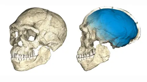Philipp Gunz/MPI EVA Leipzig A reconstruction of the earliest known Homo sapiens fossils from Jebel Irhoud (Morocco) based on micro computed tomographic scans of multiple original fossils