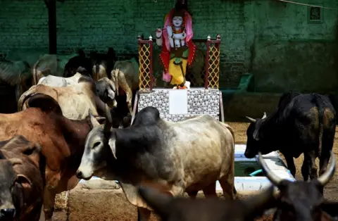 Getty Images Indians revere cows