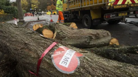 PA Tree-felling in Sheffield