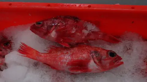 BBC frozen fish