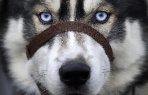 PA Husky