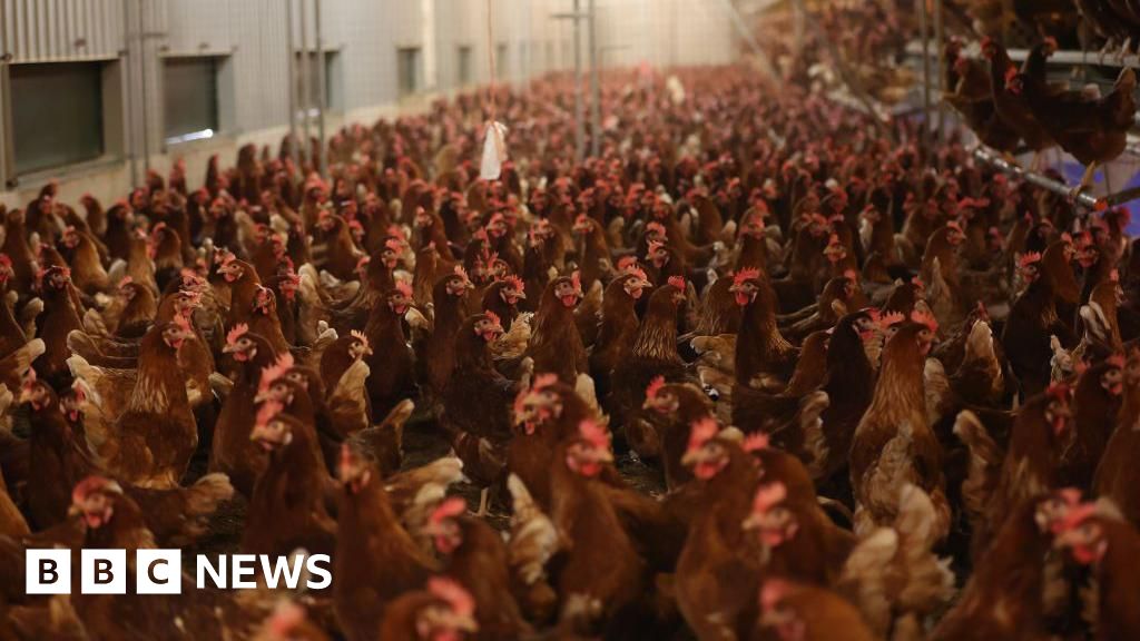 Bird flu forces culling of one million hens at Shropshire farm Bird flu forces culling of one million hens at Shropshire farm