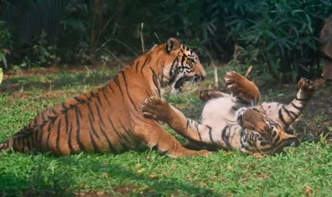 Getty Images The Veermata Jijabai Bhosale Botanical Udyan and Zoo celebrates 1st birthday of tiger cubs Jay and Rudra, born to Shakti snd Karishma inside its premises at Byculla, on November 4, 2023 in Mumbai, India