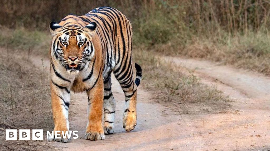 Nepal’s leader says it has too many tigers. Does it? Nepal’s leader says it has too many tigers. Does it?