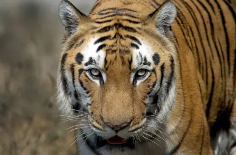 AFP An Indian Bengal Tiger (Panthera tigris) walks in its enclosure at the Zoological park in New Delhi, 28 January 2006.