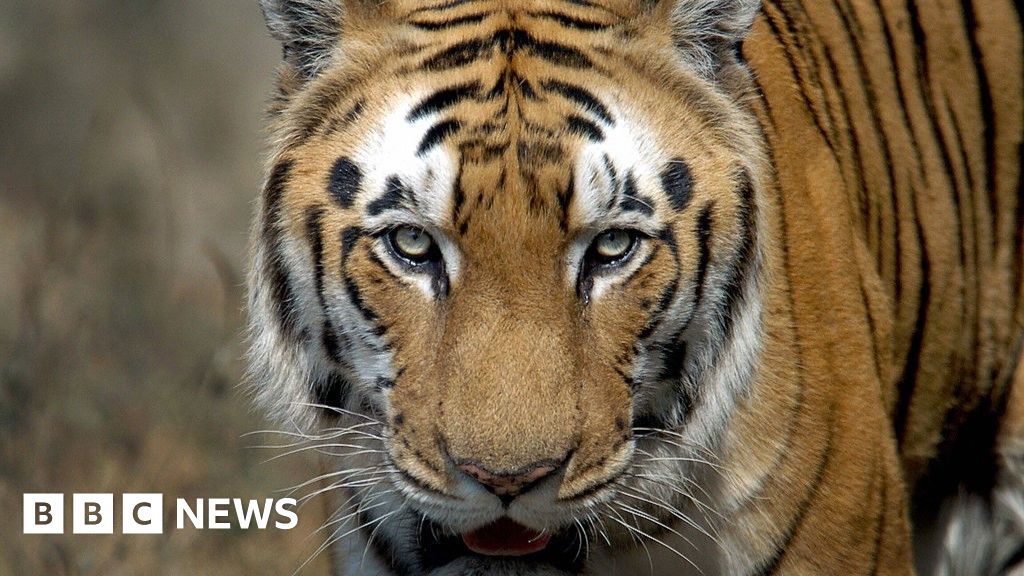 India’s tiger population doubles in a decade offering key lessons