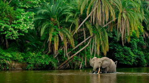 Getty Images By quantifying the carbon that a forest elephant sequesters while going about its daily life, researchers hope that it can aid their conservation (Credit: Getty Images)