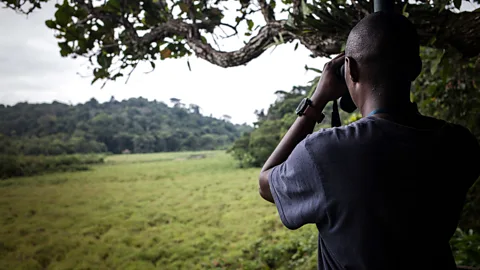 Getty Images Monetising the "ecosystem services" provided by elephants could incentivise conservation, but critics question whether it will benefit local communities (Credit: Getty Images)