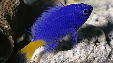 E R Degginger/Alamy Studies have shown damselfish are more susceptible to being eaten when motorboat noise is present, as they don't hear predators (Credit: E R Degginger/Alamy)