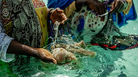 Lauraclara Cosmas Women in Jambiani switched from farming seaweed to sea sponges as they are more resilient to warmer ocean temperatures (Credit: Lauraclara Cosmas)