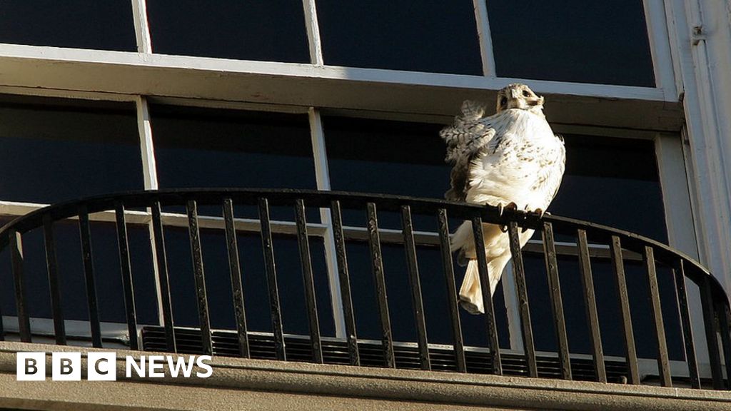 Tributes pour in for celebrity red-tailed hawk