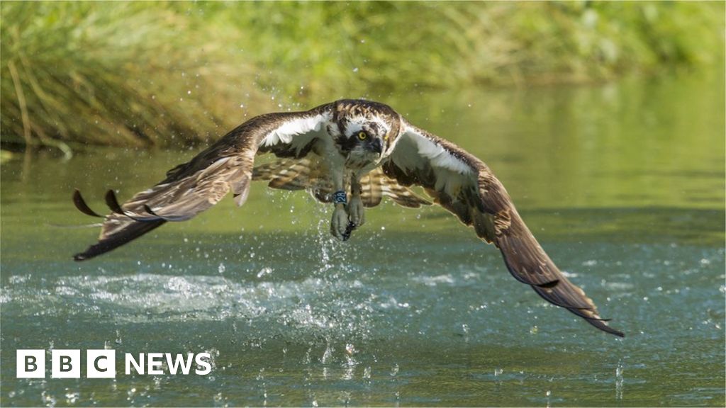 Nesting ospreys ruin ministers’ £4.25m festival farm plan Nesting ospreys ruin ministers’ £4.25m festival farm plan