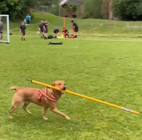 Jimmy Johnstone Academy Unidentified dog on pitch