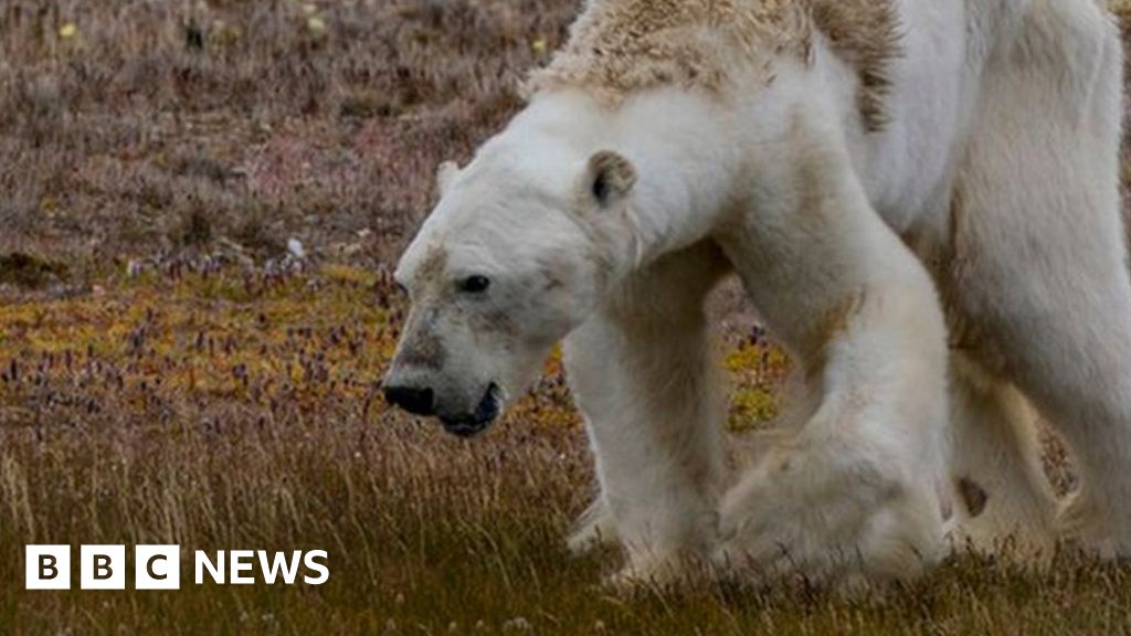 Is it really the ‘face of climate change’? Is it really the ‘face of climate change’?