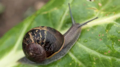 A snail on a leaf