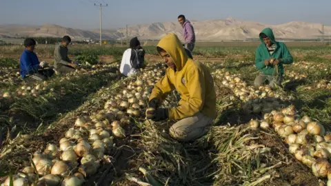 AHMAD GHARABLI Palestinian farmers work in an onions field in the Jordan Valley on January 8, 2014.