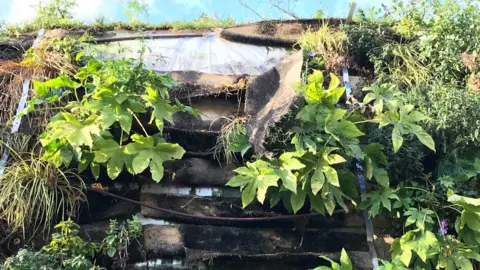 Jacob Phillips Dead plants on the Marble Arch Mound on 5 January
