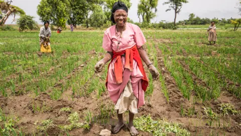 Getty Images Female workers weeding onion fields at the Fruit and Vegetable Growers Cooperative in Meki Batu, Ethiopia - 2016