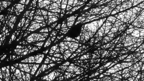 Thames Valley Police Bird