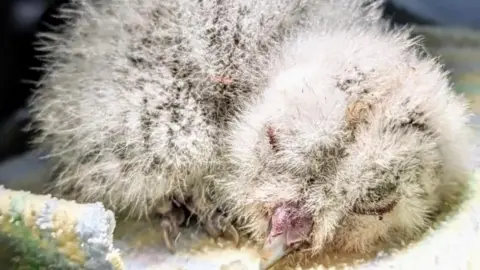 Oxfordshire Wildlife Rescue Sleeping owlet
