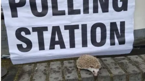 Toni Lambert Hedgehog