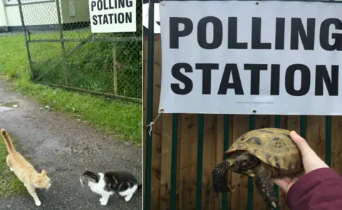Charlie Knowles cats and a tortoise