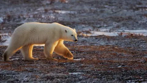 Getty Images A white polar bear crosses the stark brown Canadian tundra in this November 2007 file photo
