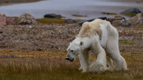 Caters News A starving polar bear in northern Canada