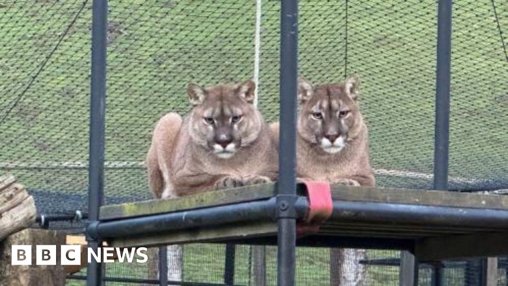 Herefordshire animal rescue centre takes in 11 wild cats Herefordshire animal rescue centre takes in 11 wild cats