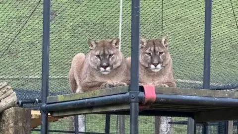 BBC Two mountain lions sitting on top of a plank of wood that is supported by metal scaffolding. Both cats are starring into the camera.