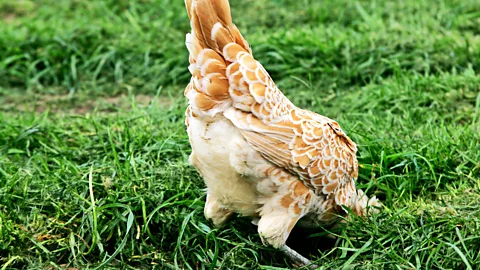 Alamy (Credit: Alamy)