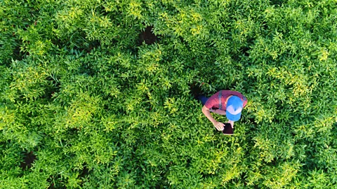 Getty Images (Credit: Getty Images)