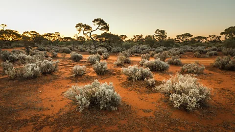 Mastersky/Getty Images Native crops once thrived in Australia, particularly in arid regions (Credit: Mastersky/Getty Images)