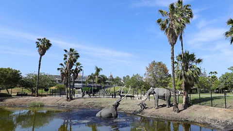 Getty Images The La Brea tar pits offer one route, but you might be found early – the Los Angeles police have been known to search there for murder clues (Credit: Getty Images)