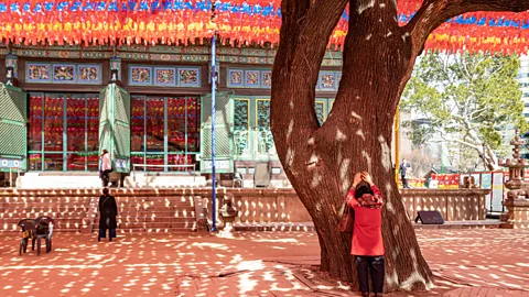 Ben McKechnie At Jogyesa, devotees walk around a 500-year-old tree known as the "Scholar tree" (Credit: Ben McKechnie)